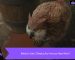 Baldur’s Gate 3 Ps5 Baykuş Ayı Yavrusu