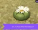 GTA 5 Ps4&Ps5 Peyote Bitkileri Konumu